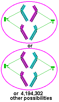 Tetrads In Meiosis