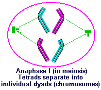 What is a tetrad for meiosis?