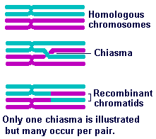 what is chiasmata