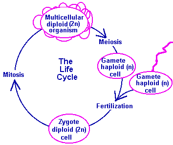cell life cycle