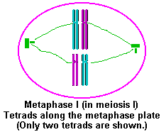 What is a tetrad for meiosis?