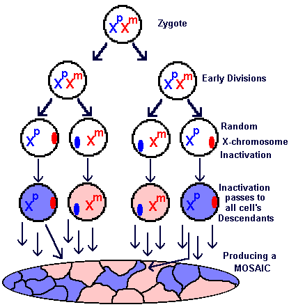 clotting pathway diagram. Perhaps this diagram will help